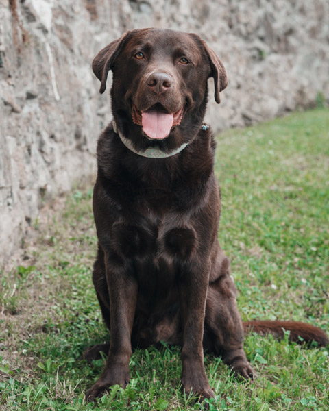 Filou